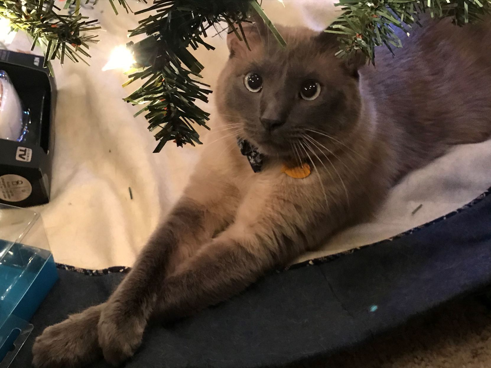 Oscar vs the Christmas tree